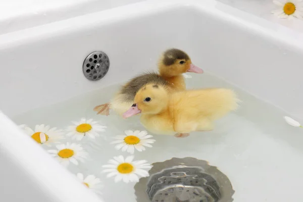 Cute fluffy ducklings swimming in sink with chamomiles indoors. Baby animals