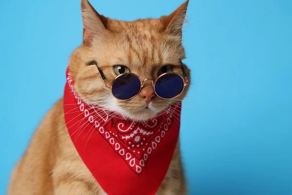 Χαριτωμένη Γάτα Τζίντζερ Μπαντάνα Και Γυαλιά Ηλίου Γαλάζιο Φόντο Αξιαγάπητο — Φωτογραφία Αρχείου