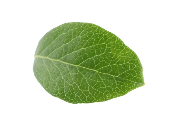 Один Зеленый Лист Черники Изолирован Белом — стоковое фото