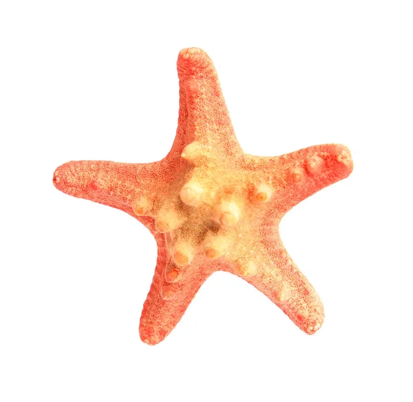 Krásná Mořská Hvězda Hvězdice Izolovaná Bílém — Stock fotografie