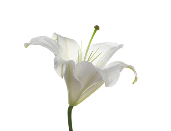 Schöne Frische Lilienblüte Isoliert Auf Weiß — Stockfoto