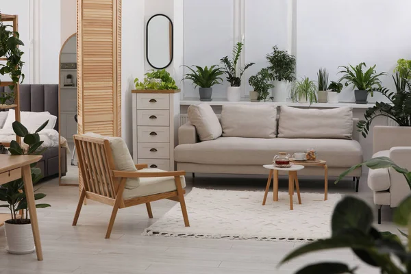 Habitación Elegante Con Diferentes Plantas Verdes Maceta Cómodo Sofá Diseño — Foto de Stock