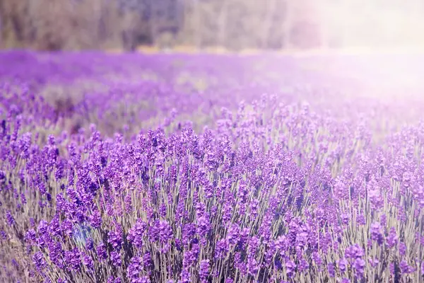 Schöne Lavendelwiese Sonnigen Tagen Selektiver Fokus — Stockfoto