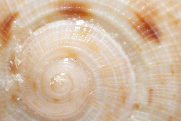 Texture Seashell Background Closeup View — Stock Photo, Image