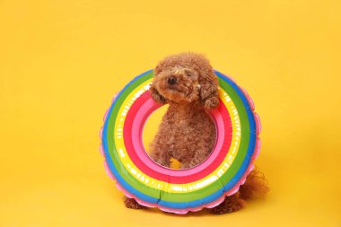 Turuncu arka planda şişme yüzük ve yüzme gözlüğü olan sevimli bir Maltipoo köpeği.