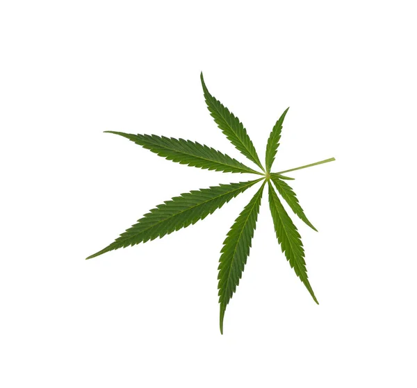 Зеленый Лист Конопли Белом Фоне Сверху — стоковое фото