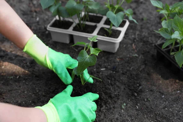 Woman wearing gardening gloves transplanting seedling from plastic container in soil outdoors, closeup. Space for text