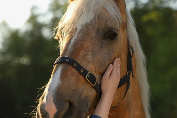 屋外で愛らしい馬を持った女性 クローズアップ 愛らしい家畜ペット — ストック写真