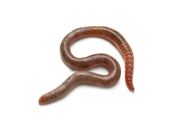 One Earthworm Isolated White Terrestrial Invertebrates — Stock Photo, Image