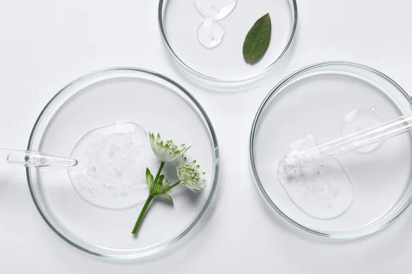 Platos Petri Con Muestras Aceite Cosmético Pipeta Flores Sobre Fondo —  Fotos de Stock