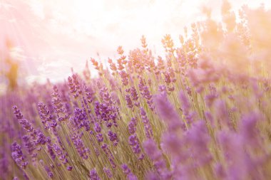 Güneşli bir günde güzel lavanta çayırı, seçici odak