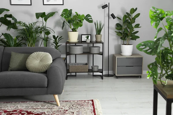 Hangulatos Belső Tér Stílusos Bútorokkal Szobanövényekkel Dekorációs Elemekkel — Stock Fotó