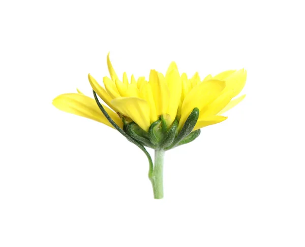 Красива Жовта Квітка Хризантеми Ізольована Білому — стокове фото