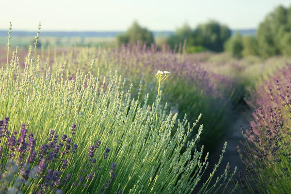 Schöne Aussicht Auf Blühenden Lavendel Der Feld Wächst — Stockfoto