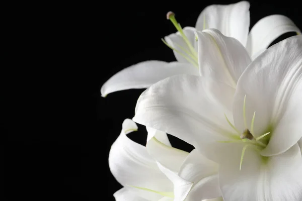 黒い背景に美しい白いリリーの花 クローズアップ テキスト用スペース — ストック写真