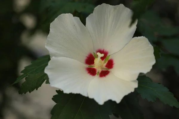 Beautiful White Hibiscus Flower Growing Outdoors Closeup — Stock Photo, Image