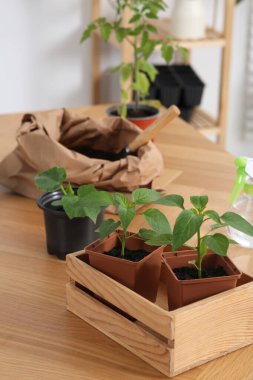 Kapalı alandaki ahşap masadaki toprakta yetişen tohumlar.