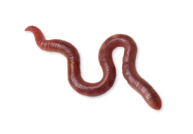 Beyazın üzerinde bir solucan var. Karasal omurgasızlar