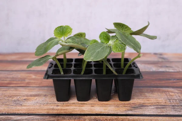 Tohumlar plastik kabın içinde, tahta masada toprak yetişiyor. Bahçe sezonu