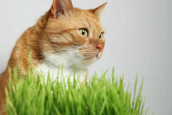 Cute ginger cat and green grass near light grey wall