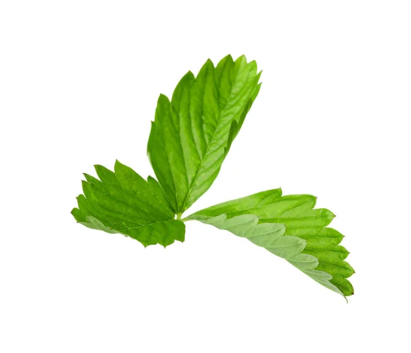 Green Wild Strawberry Leaf Isolated White — Stock Photo, Image