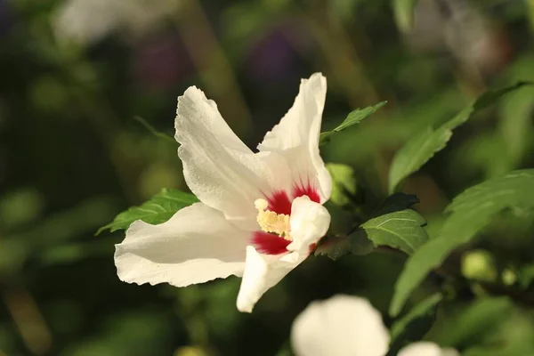 Mooie Witte Hibiscus Bloem Groeit Buiten Close — Stockfoto