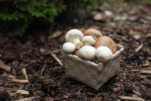 Basket Fresh Champignon Mushrooms Forest Space Text — Stock Photo, Image