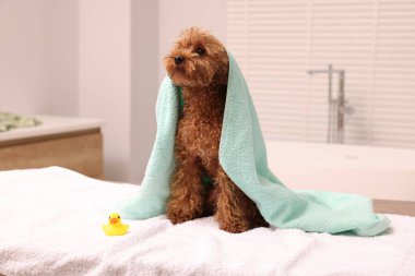 Cute Maltipoo dog wrapped in towel and rubber duck in bathroom. Lovely pet clipart