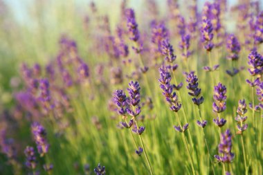 Güzel açan lavanta tarlada büyüyor, yakın plan. Metin için boşluk