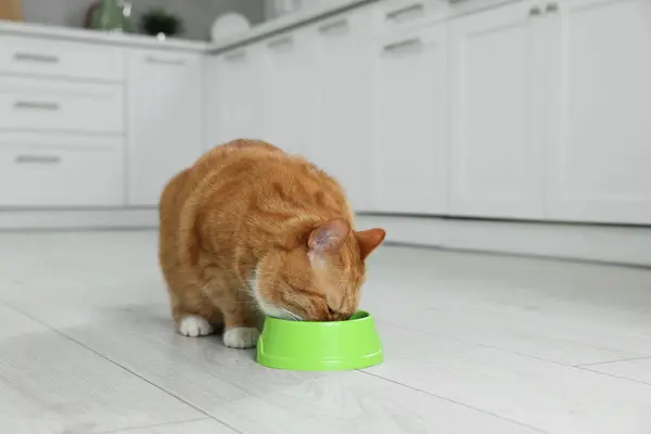 Mutfaktaki Yemek Kasesinden Yiyen Sevimli Kızıl Kedi Metin Için Boşluk — Stok fotoğraf