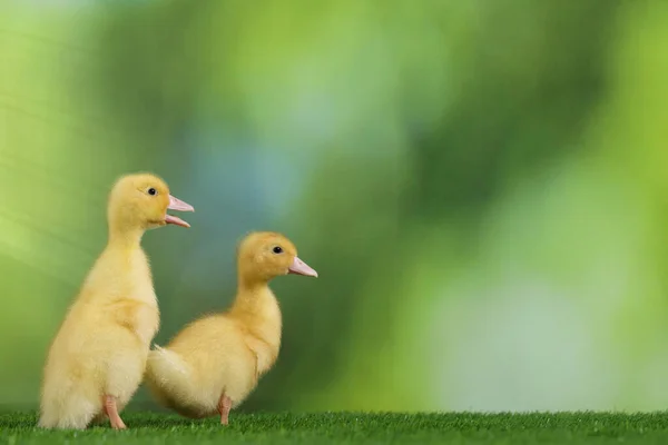Cute Fluffy Ducklings Artificial Grass Blurred Background Closeup Space Text — Stock Photo, Image
