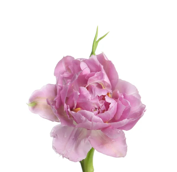 Красивый Красочный Цветок Тюльпан Изолирован Белом Стоковое Изображение