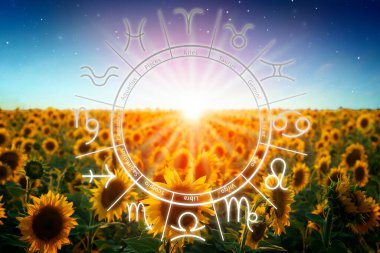 Zodiac wheel and beautiful view on field of blooming sunflowers clipart