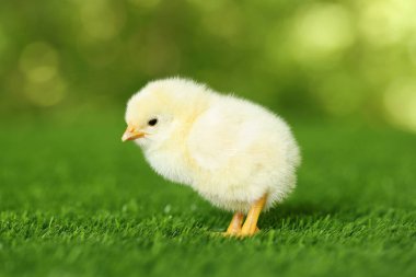 Yeşil suni çimlerin üzerinde sevimli bir piliç, yakın plan. Yavru hayvan