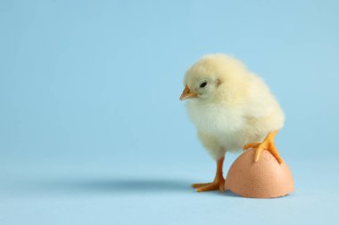 Şirin bir piliç ve açık mavi arka planda yumurta kabuğu parçası, mesaj için yeri olan yakın plan. Yavru hayvan