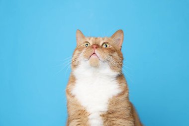 Açık mavi arka planda sevimli kızıl kedi. Sevimli hayvan.