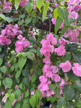 Botanik bahçesinde yetişen pembe çiçekli güzel Bougainvillea çalısı