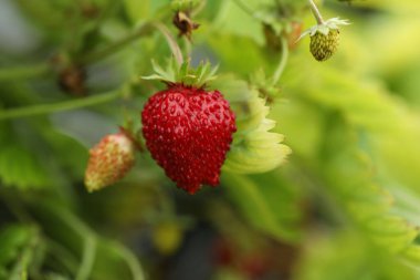 Açık havada yetişen küçük yabani çilekler. Mevsimlik meyveler