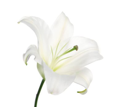 güzel taze Zambak çiçeği üzerinde beyaz izole