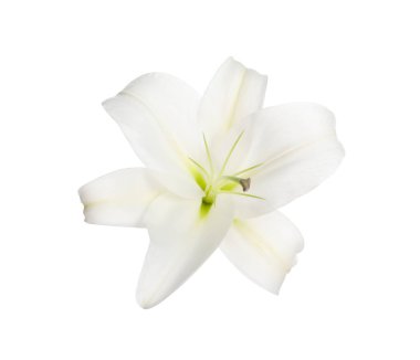 güzel taze Zambak çiçeği üzerinde beyaz izole