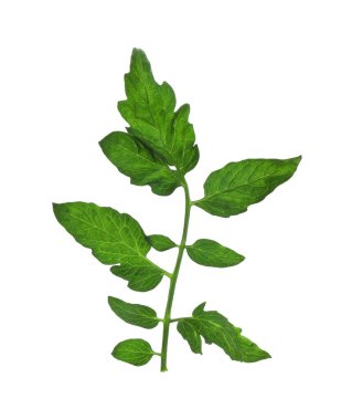 Taze yeşil domates yaprakları beyaz üzerine izole edilmiş.