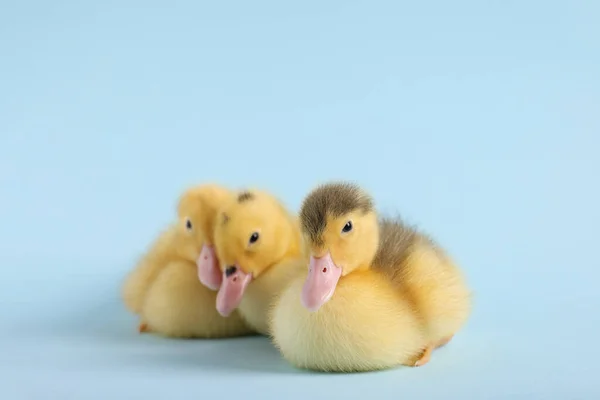 Baby Animals Cute Fluffy Ducklings Light Blue Background Space Text — Stock Photo, Image