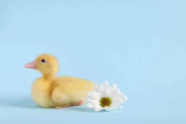 Baby animal. Cute fluffy duckling near flower on light blue background, space for text