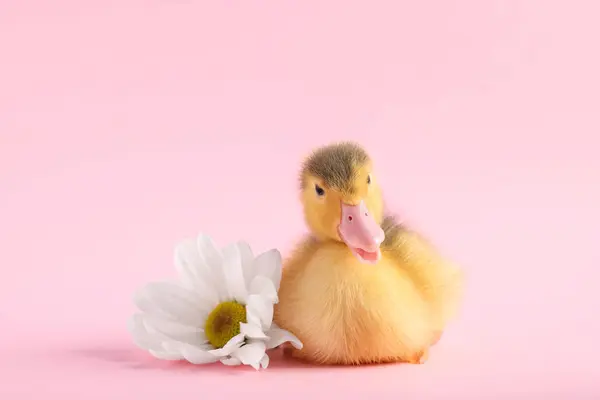 Baby Animal Cute Fluffy Duckling Flower Pink Background — Stock Photo, Image