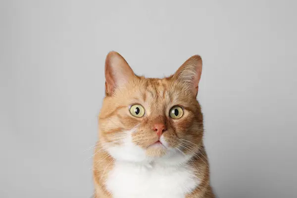 Χαριτωμένη Γάτα Τζίντζερ Ανοιχτό Γκρι Φόντο Αξιαγάπητο Κατοικίδιο — Φωτογραφία Αρχείου