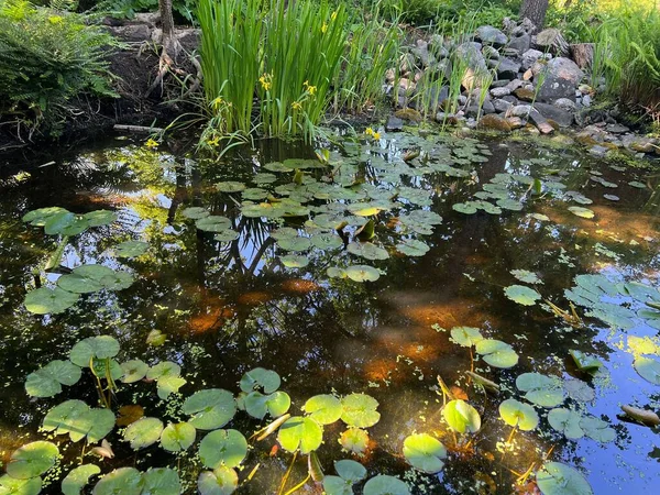 Plants Growing Beautiful Pond Outdoors Summer Day — Stock Photo, Image