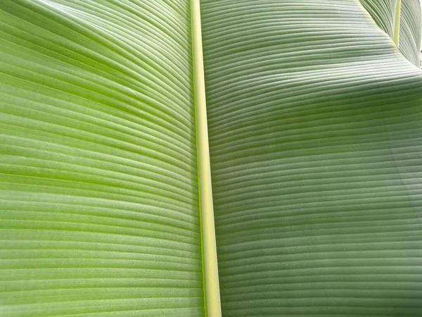 Krásný Zelený Banánový List Jako Pozadí Detailní Záběr — Stock fotografie