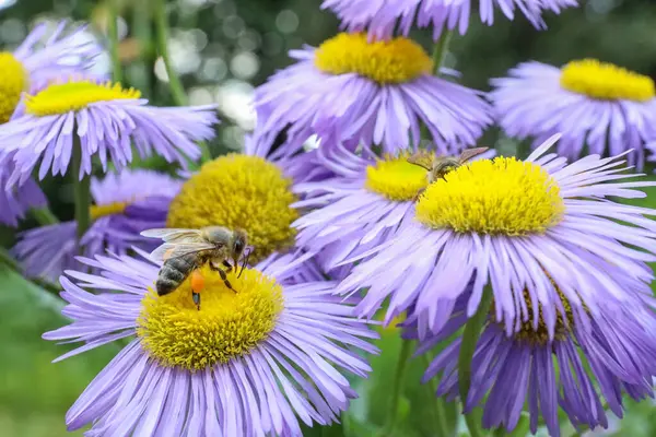 Honeybee Collecting Nectar Beautiful Flower Outdoors Closeup — 스톡 사진