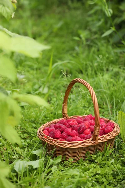 Wicker Basket Ripe Raspberries Green Grass Outdoors — Stock Photo, Image
