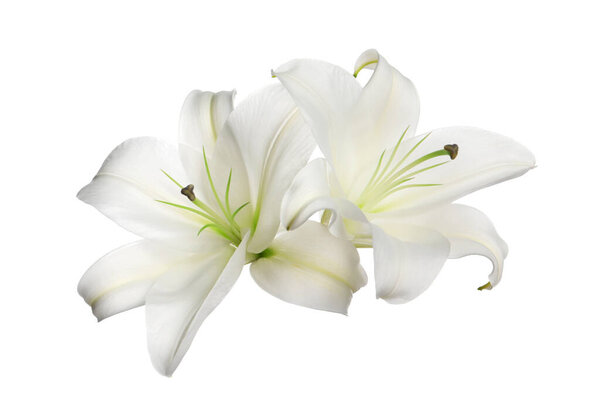 Beautiful fresh lily flowers isolated on white